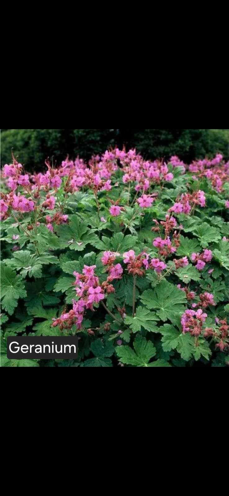 Geranium, Ophalen, Halfschaduw