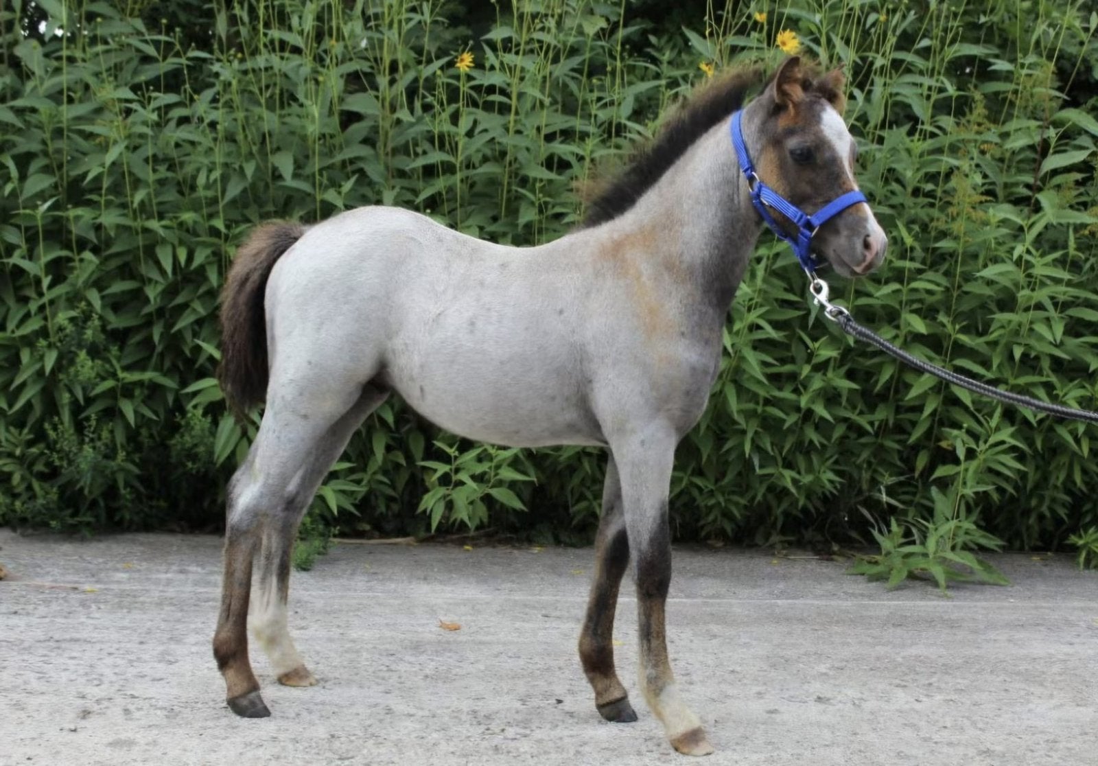 Nieuw advertentie 13/10: meerdere pony’s, Dieren en Toebehoren, Merrie, Zadelmak, 3 tot 6 jaar