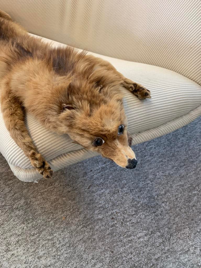 vintage vossenbontstola, een type taxidermie-item, Ophalen of Verzenden, Zo goed als nieuw