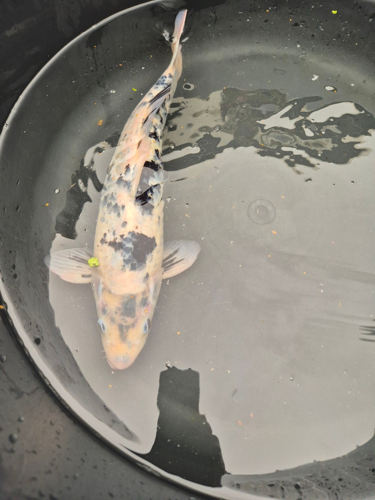 mooie koi, Karper of Koi