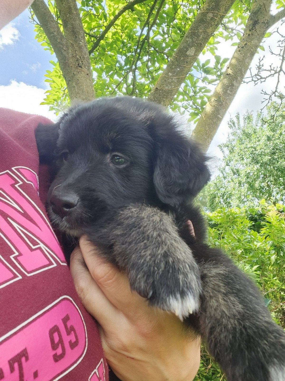 Prachtig lief pupje australian shephard x golden retriever, Dieren en Toebehoren, Overige rassen, 8 tot 15 weken, Parvo, Meerdere