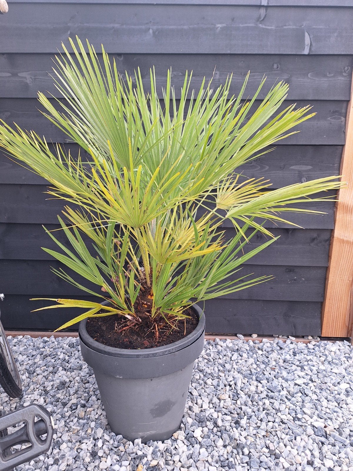 2 palmbomen, Ophalen, Vaste plant, Overige soorten, Volle zon