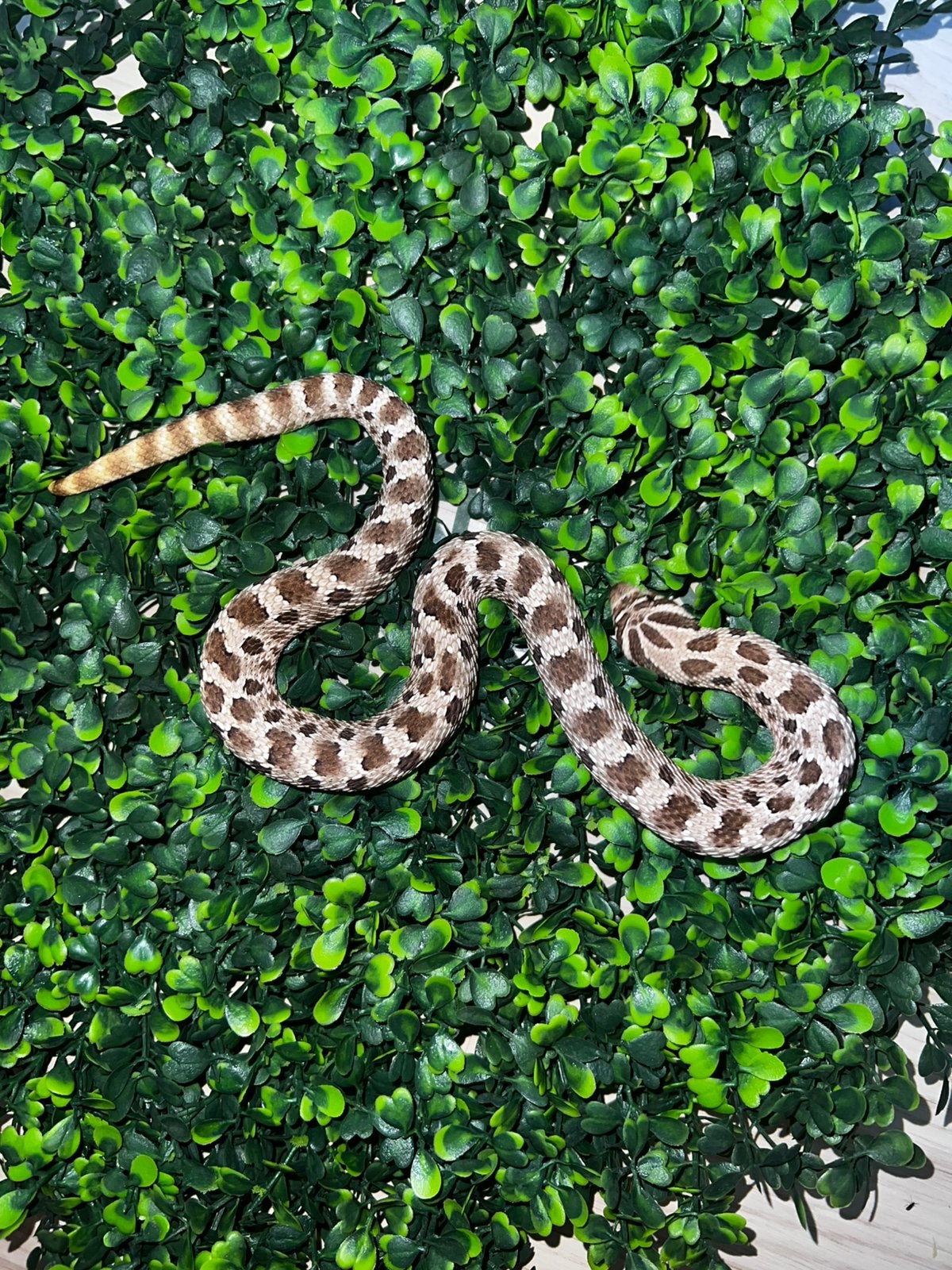 Westelijke haakneus wildkleur Hognose Snake - male for sale from Melanie De vries