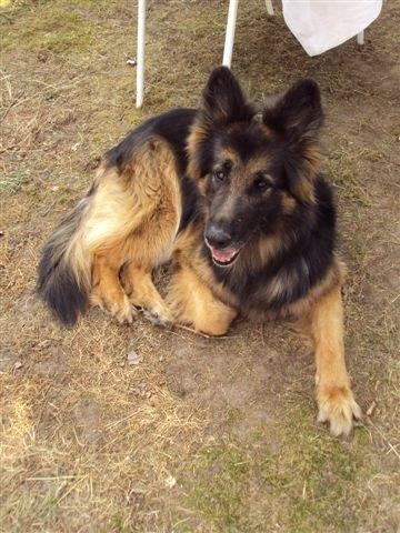 gezocht Oud Duitse Herder, Dieren en Toebehoren, Honden | Herdershonden en Veedrijvers, 6 jaar of ouder, Teef, Eén hond, Herder