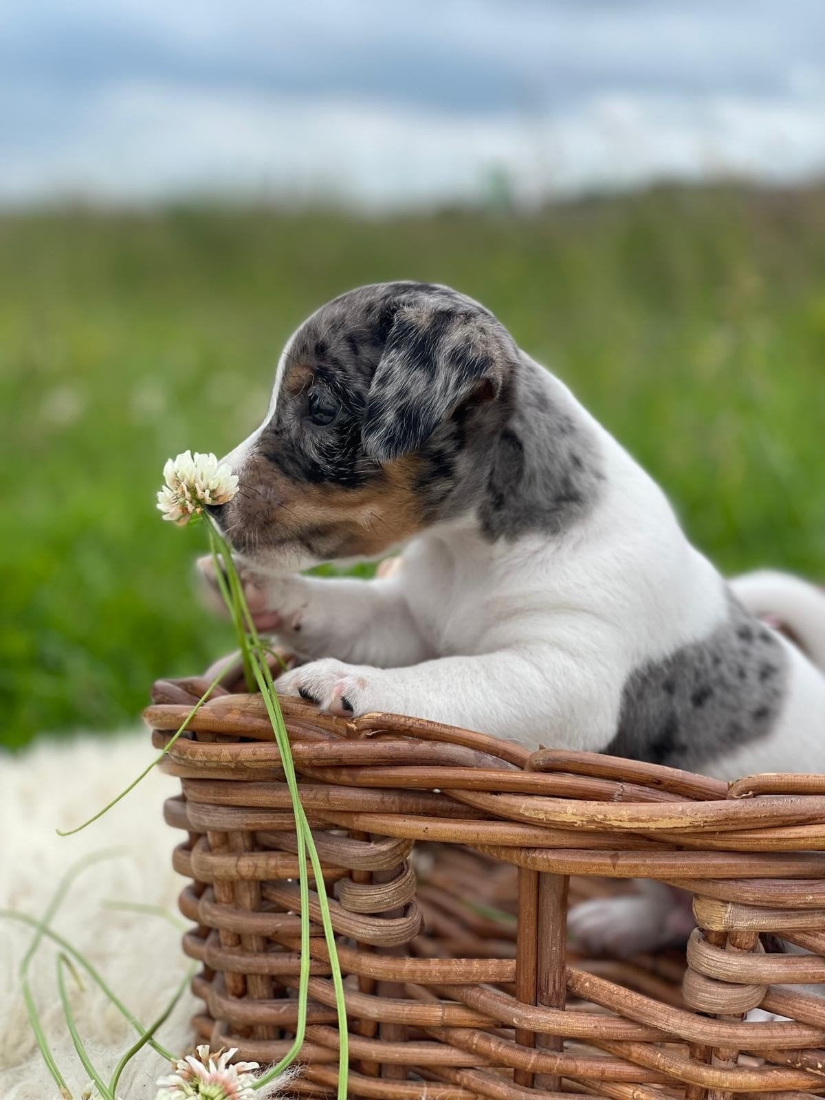 Unieke, Prachtige, Gezonde Merle Jack Russel pups, Parvo, Jack Russell Terriër, 8 tot 15 weken, Meerdere