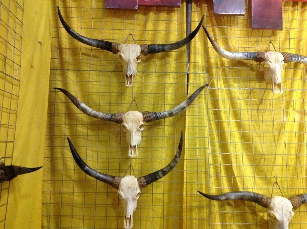 Longhorn schedel, hoorn, gewei, longhorn kop, echte schedel, Verzamelen, Dierenverzamelingen, Ophalen, Nieuw, Overige soorten
