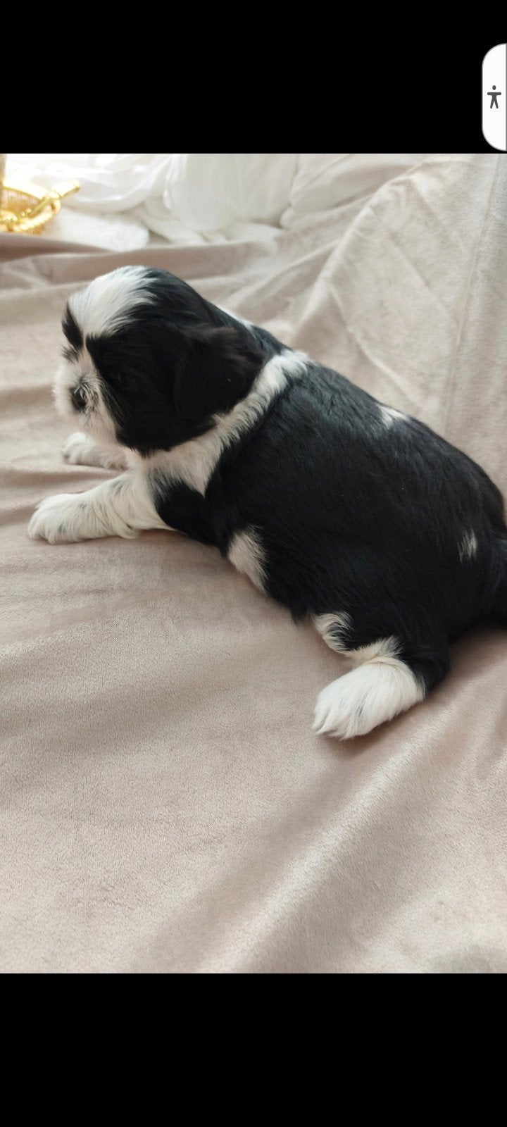 Nog 1 raszuiver shih tzu puppy, 8 tot 15 weken, CDV (hondenziekte), Meerdere, Nederland