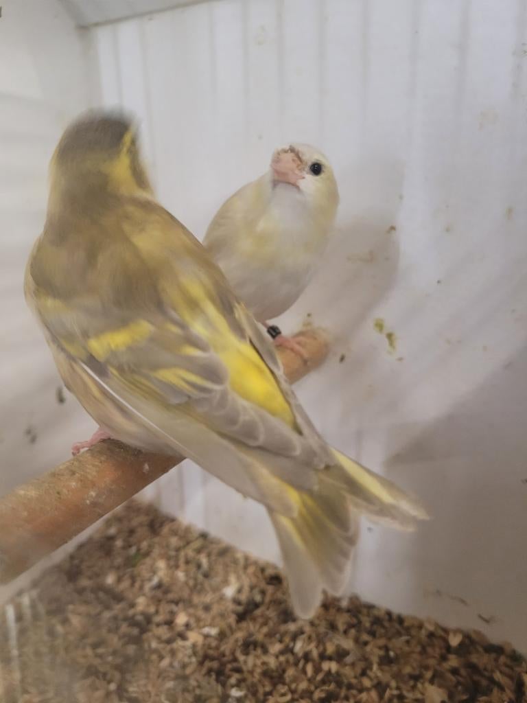 Te Koop mooi koppel  sijzen, Dieren en Toebehoren, Ophalen of Verzenden, Hout, Vogelkooi