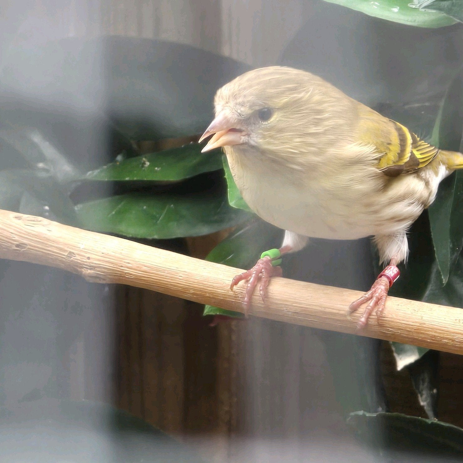Mooie Europese Sijs (pop), Vrouwelijk, Wildzangvogel, Geringd