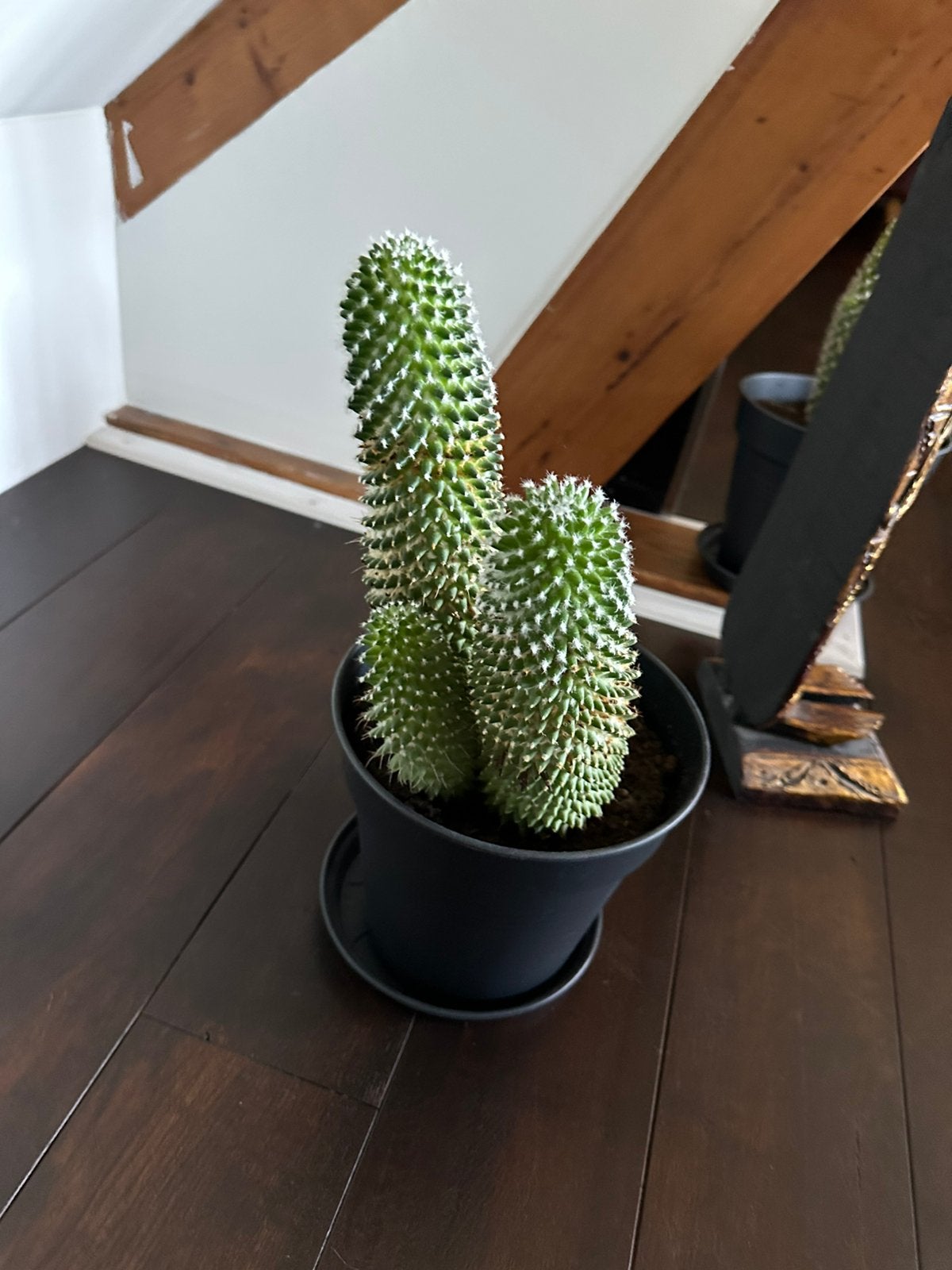 2x europese cactussen gerserveerd, Huis en Inrichting, Kamerplanten, Ophalen, Halfschaduw, Minder dan 100 cm