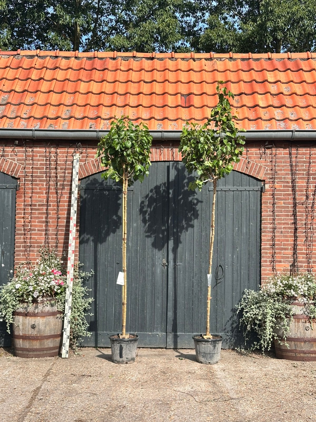 Morus alba hoogstam (moeirbei), Tuin en Terras, Planten | Bomen, Overige soorten, Minder dan 100 cm, Zomer, Ophalen