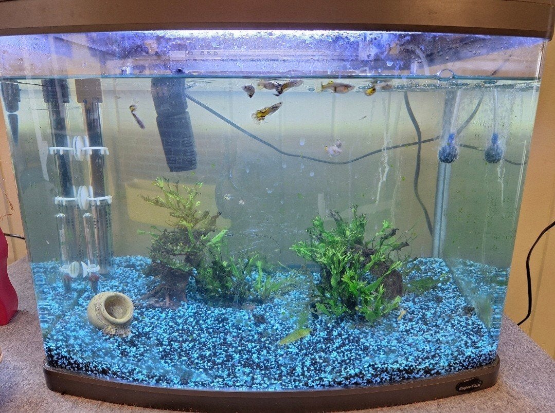 Gratis guppies, Dieren en Toebehoren, Ophalen, Nieuw