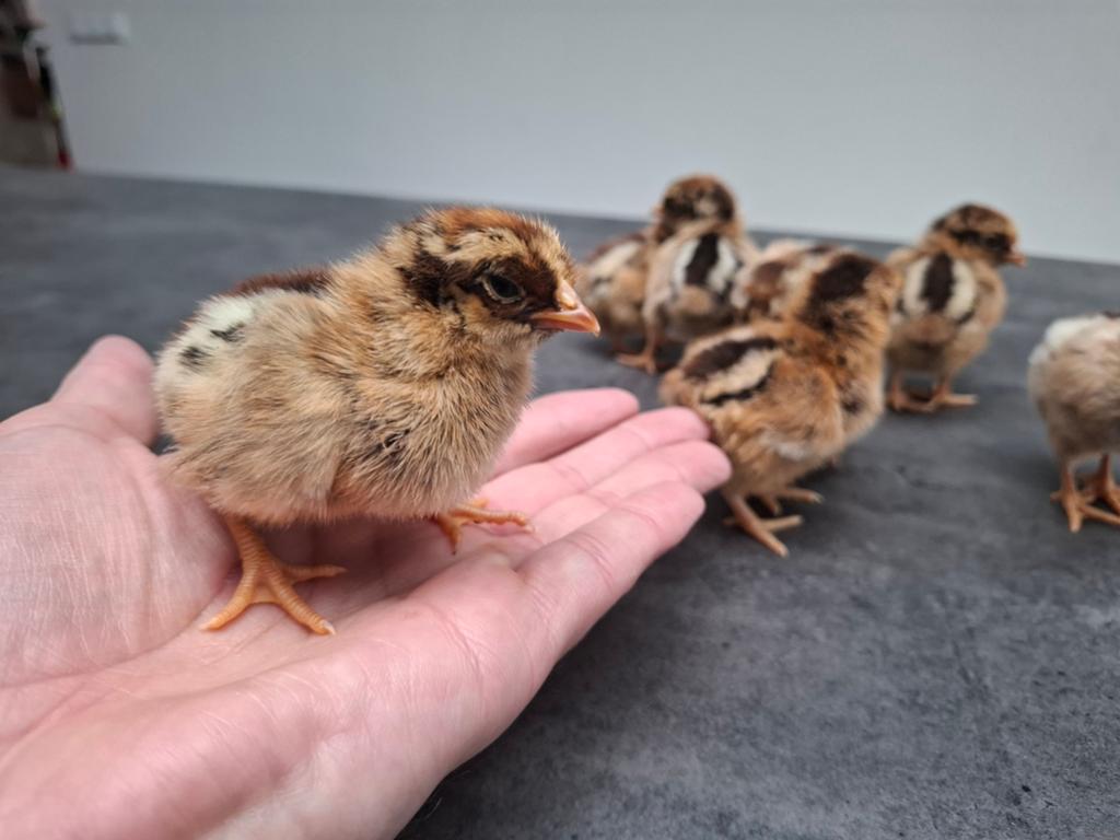 Barnevelder Kriel kuikens
100% hen garantie !, Dieren en Toebehoren, Vrouwelijk, Kip