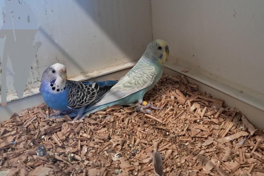 Broedkoppels grasparkieten, Dieren en Toebehoren