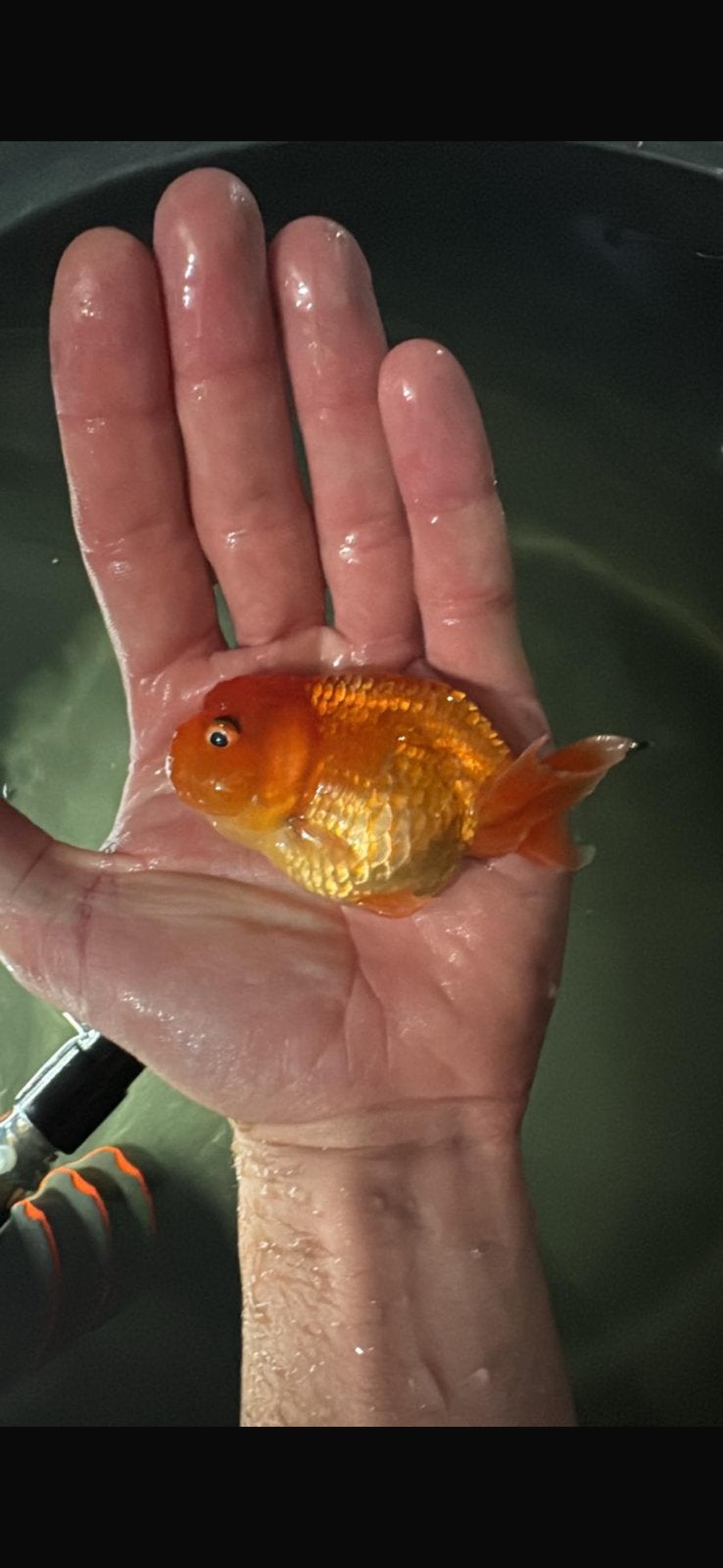 Ranchu jonge vissen gratis goudvissen, Vis