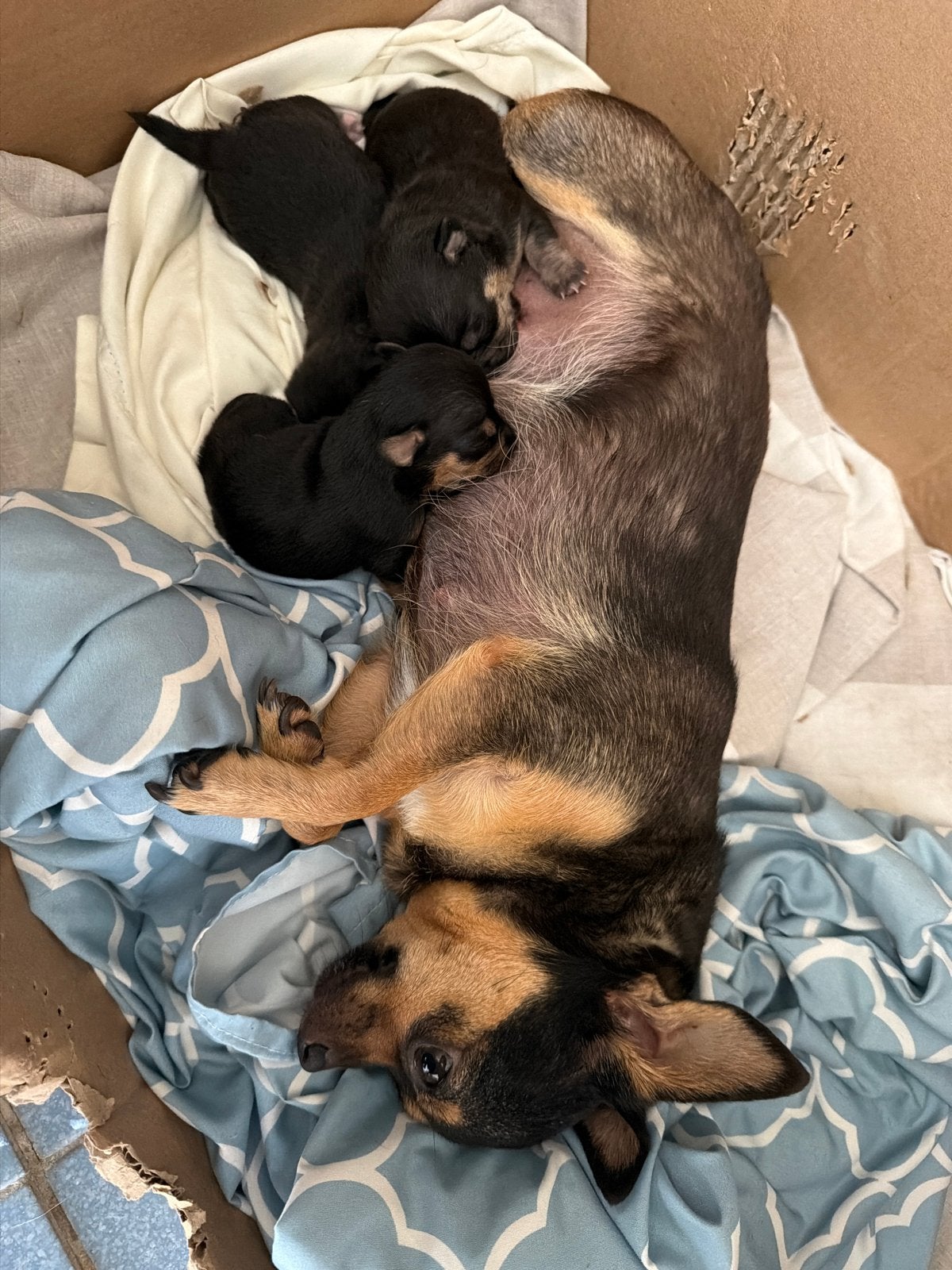 Jack Russell  Chihuahua-pups, 8 tot 15 weken, Meerdere, Meerdere dieren, Klein