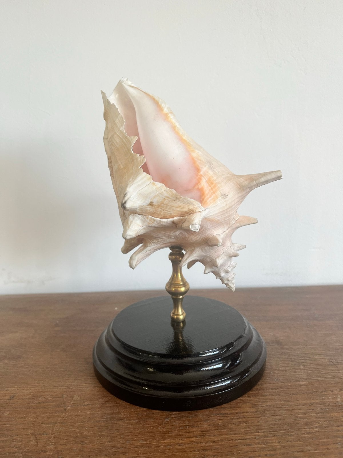 Decoratieve Schelp op Sokkel - Vintage Stijl, Ophalen of Verzenden