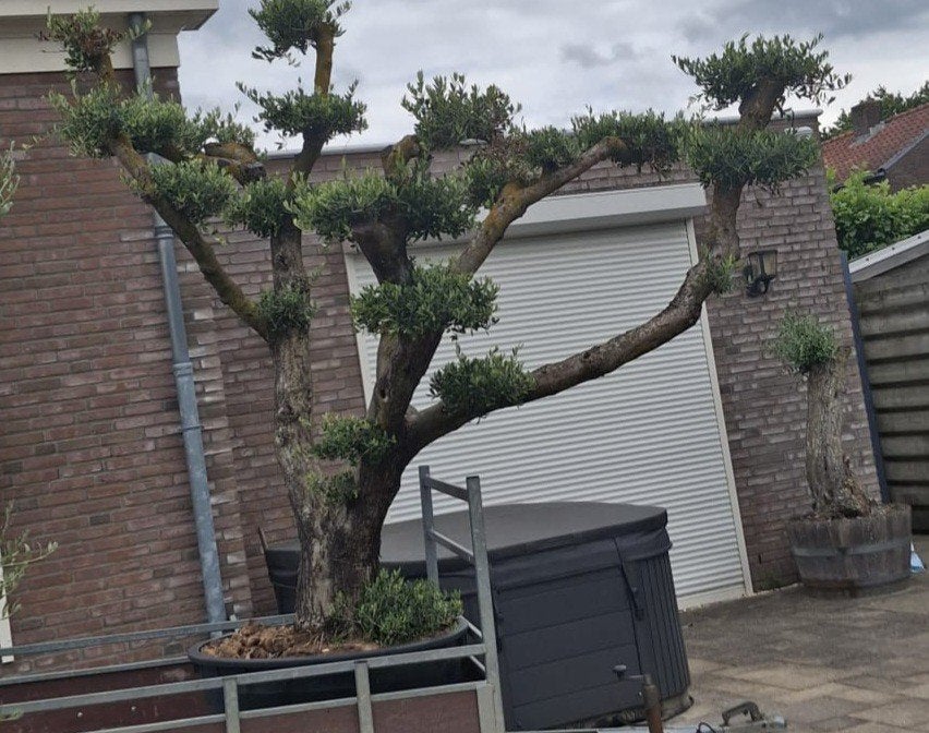 Olijfboom pon pon vormboom groot, Tuin en Terras, Planten | Bomen, 100 tot 250 cm, Olijfboom, Zomer, Ophalen