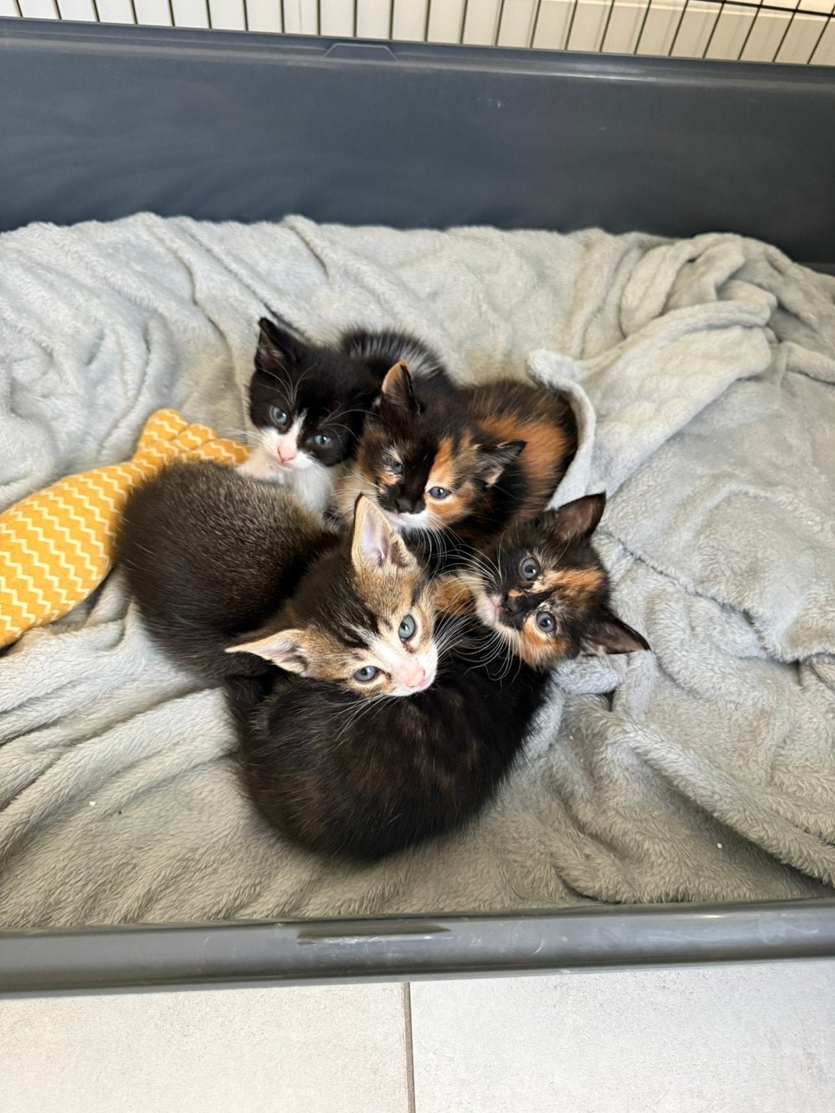 Hele mooie kittens kruising maine coon, Poes, Kortharig, 0 tot 2 jaar