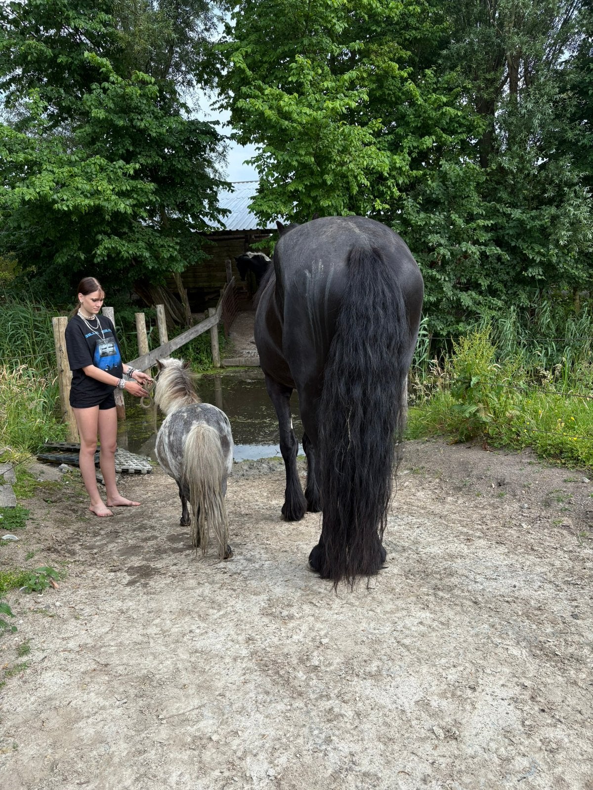 Nieuw plekje halfpension pony, Stalling