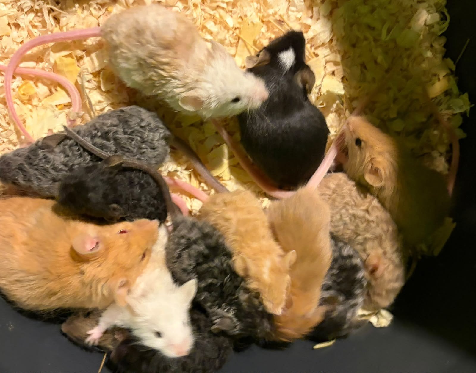 Diverse jonge muizen, Augustus, Muis, Meerdere dieren, Tam