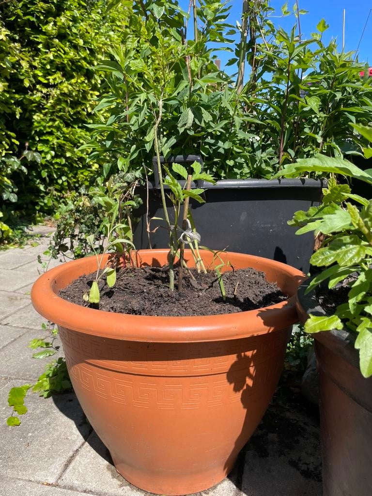 Grote bloempot met boompje, crocosmia, ijzerhard &zonnehoed, Ophalen, Overige soorten, Volle zon