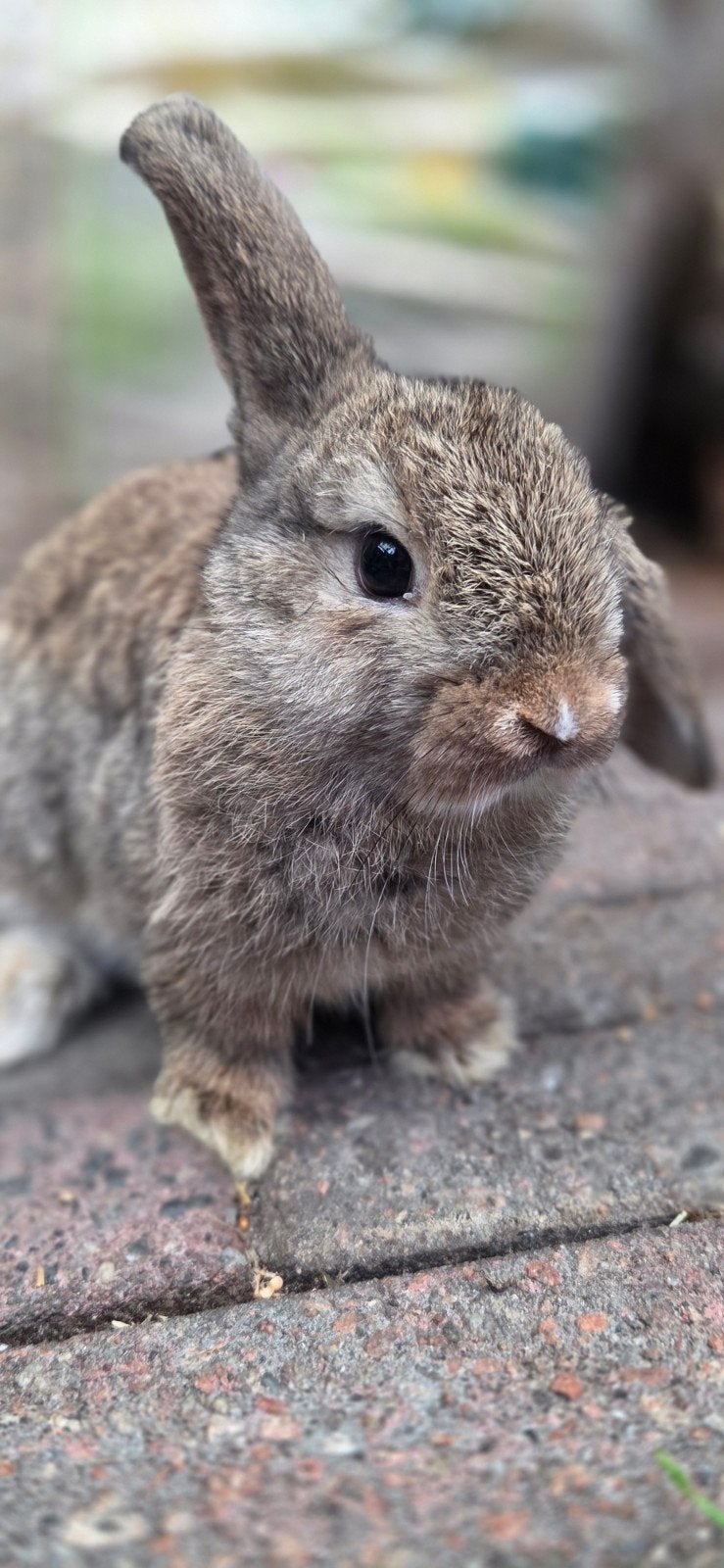 Minilop NHD, Dieren en Toebehoren, Mannelijk, Dwerg, Hangoor, 0 tot 2 jaar