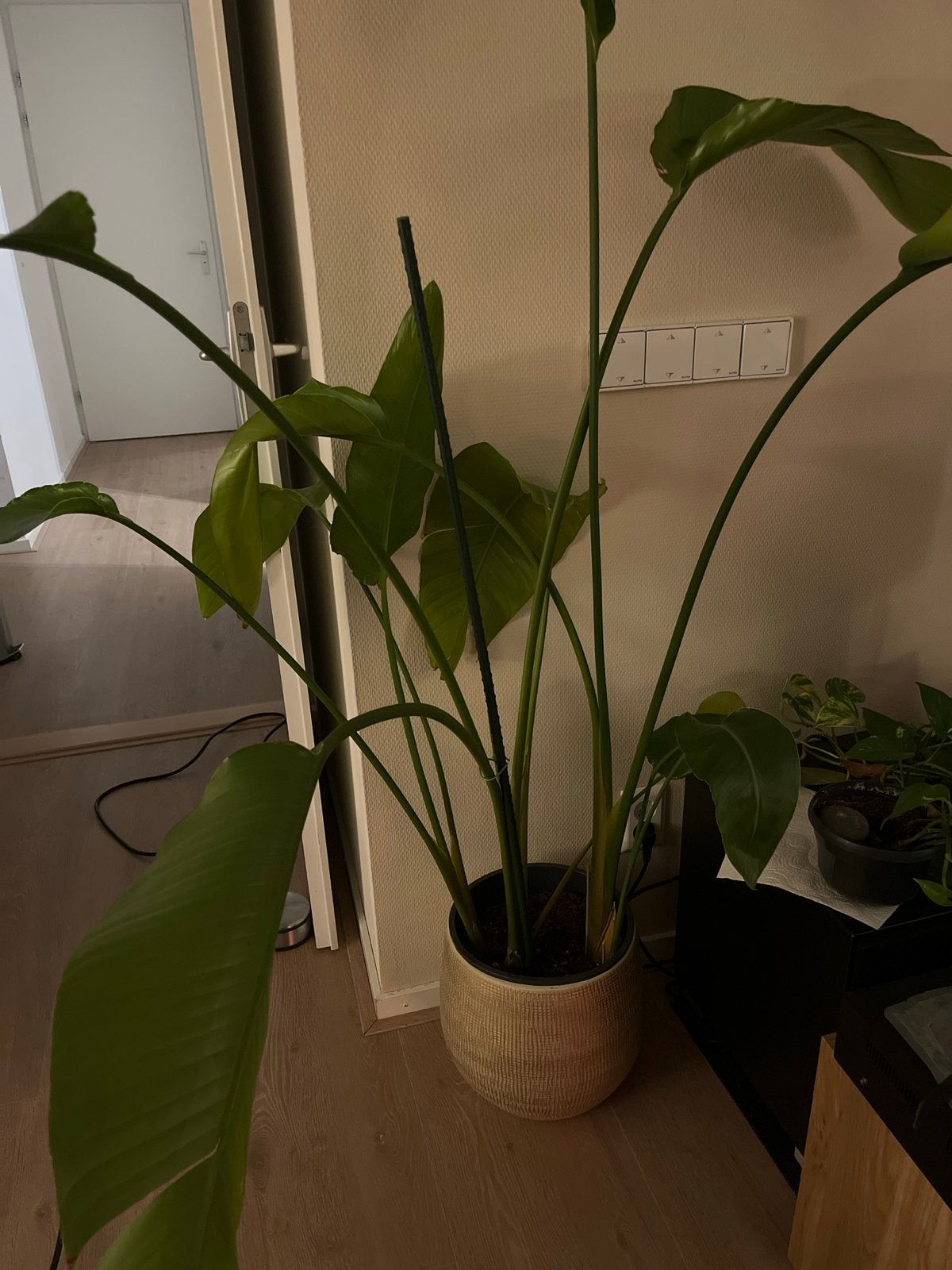 Strelitzia Nicolai met pot, Ophalen, Overige materialen, Rond, Zo goed als nieuw
