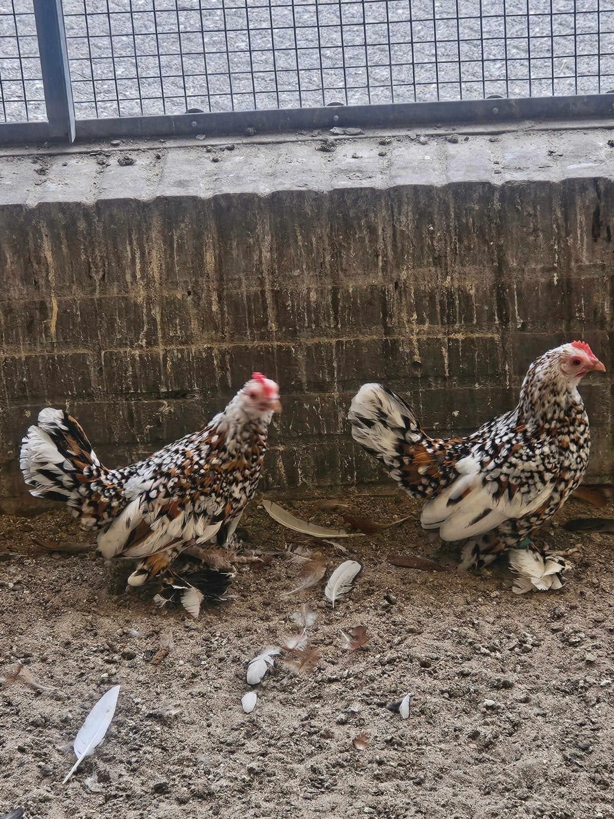 1.4 porseleine sabelpoot krielen, Meerdere dieren, Kip