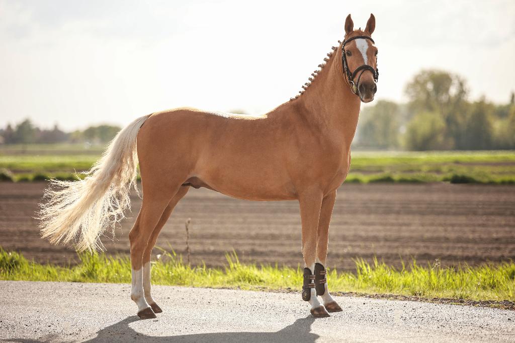 Gekeurde D-pony ter dekking, Hengst