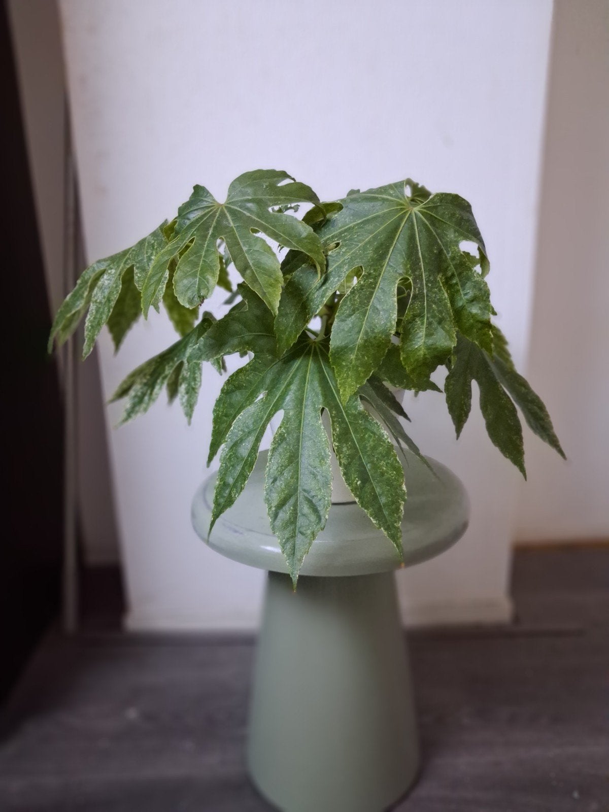 Vingerplant (Fatsia Japonica) in pot, Huis en Inrichting, Kamerplanten, Ophalen, Halfschaduw, Minder dan 100 cm