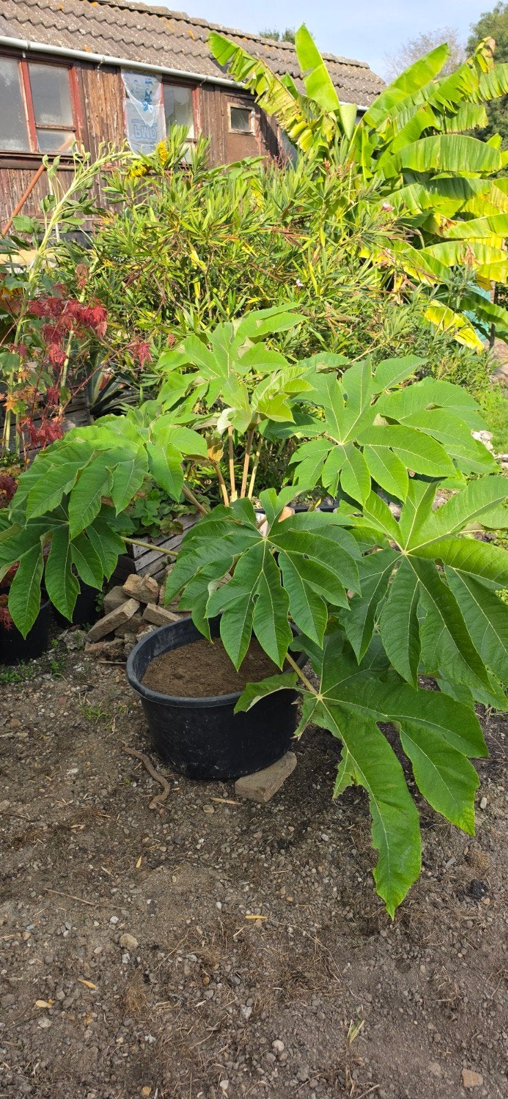 Tetrapanax (Rijstpapierplant), Tuin en Terras, Vaste plant, Bloeit niet, Halfschaduw, Ophalen