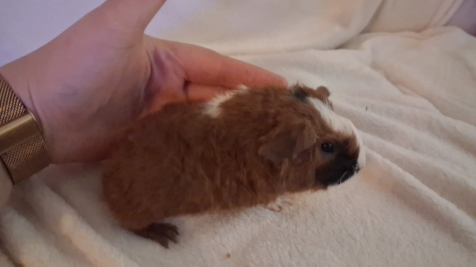 jonge mannetje cavia met krul, Dieren en Toebehoren, Cavia, Mannelijk, Tam, September