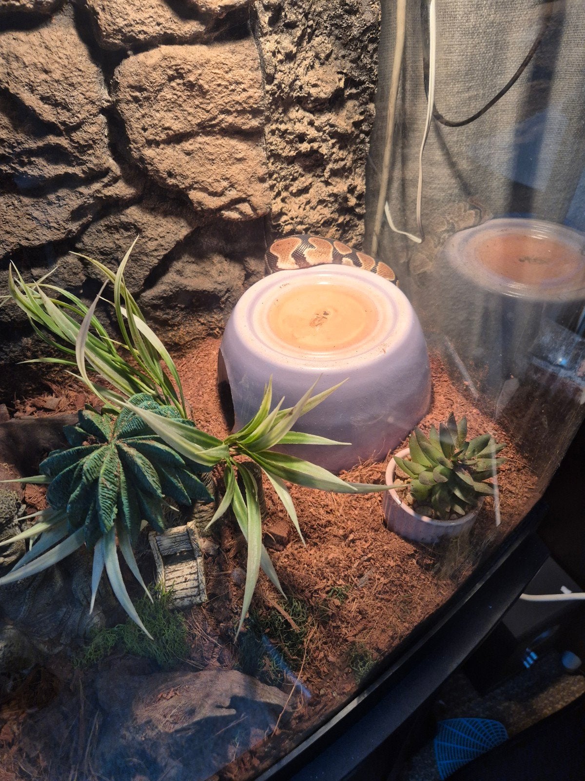 01 pastel NK 25Python regius Ball Python photo 5