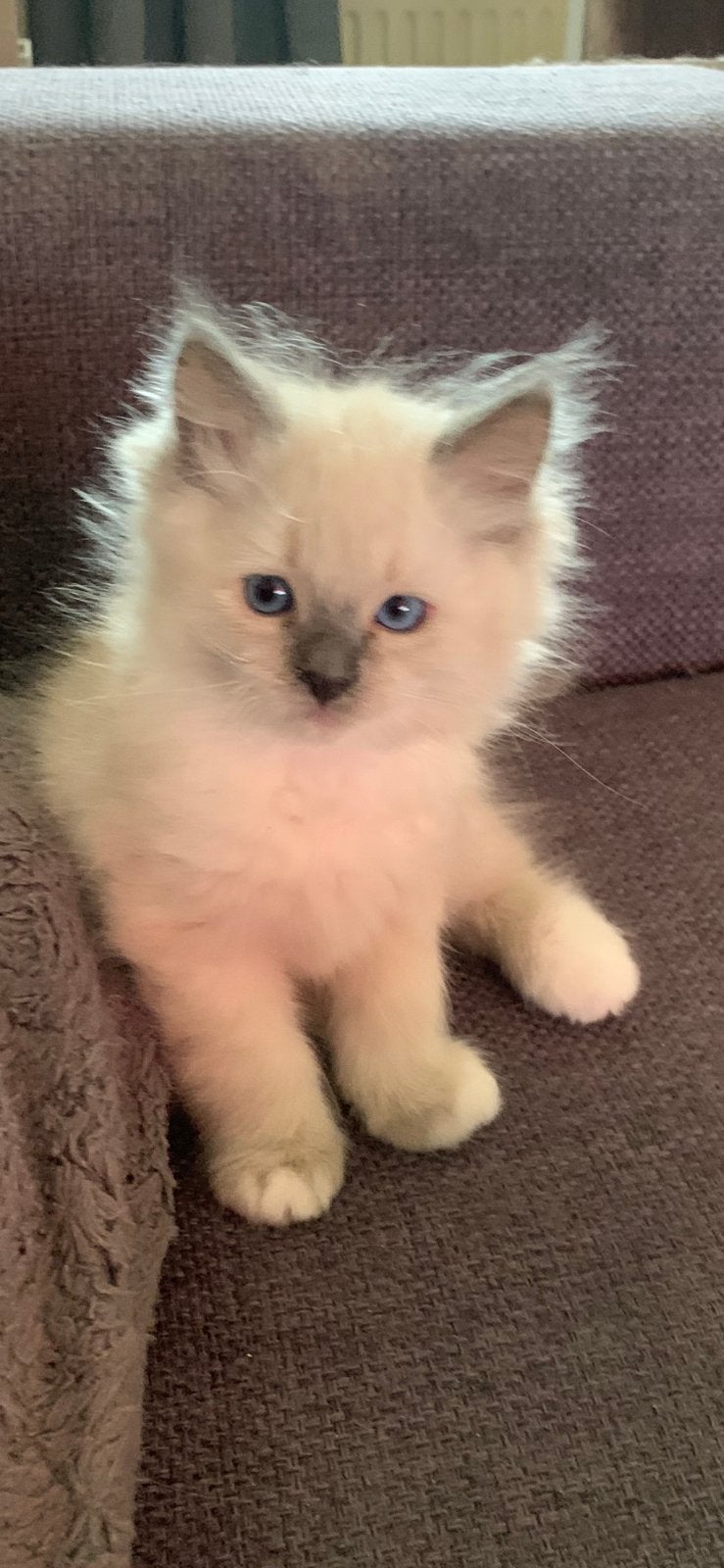 Ragdoll kittens, Meerdere dieren, Gechipt, 0 tot 2 jaar