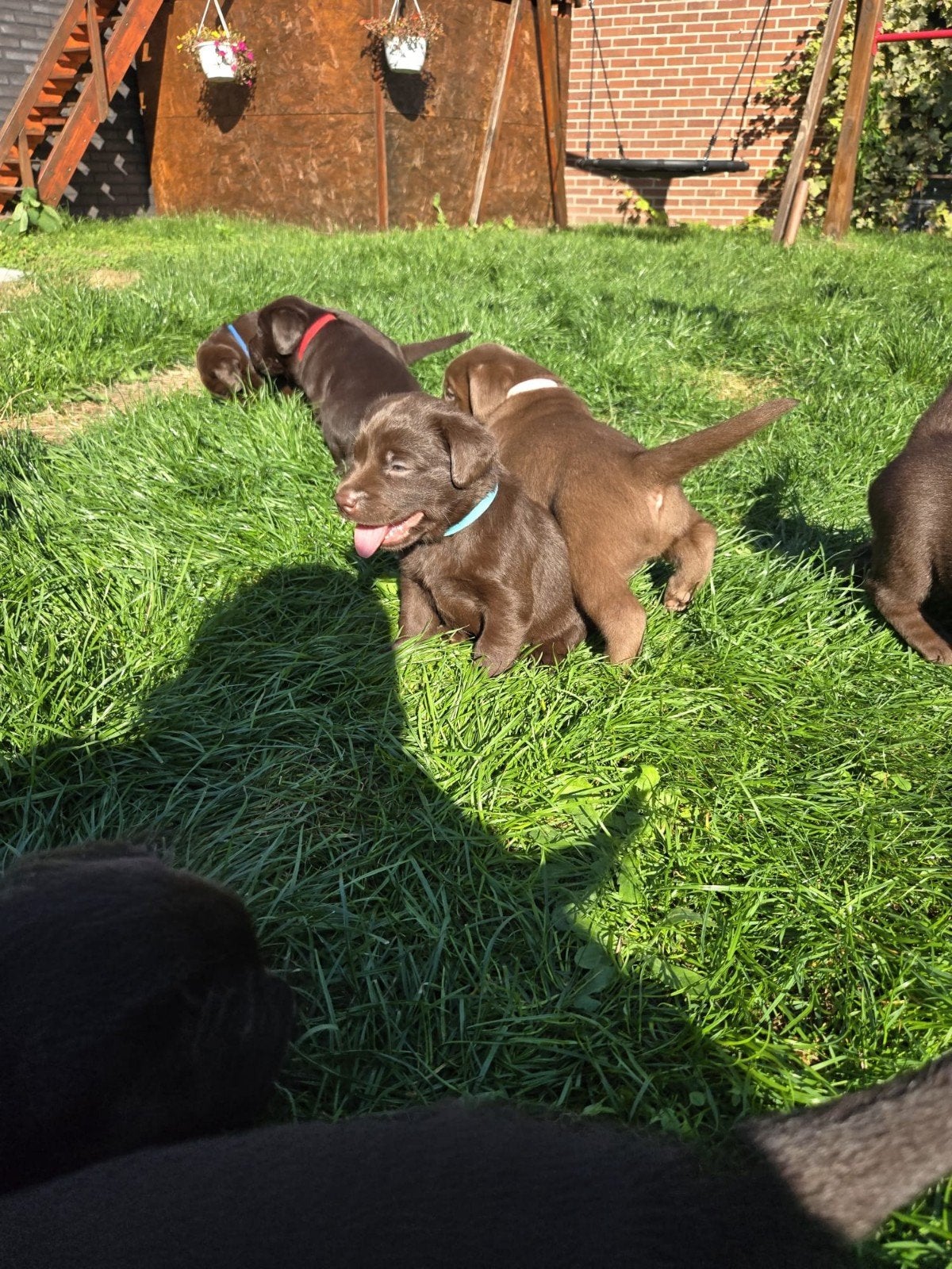 labrador retriever prijs 1000 euro, Dieren en Toebehoren, Labrador retriever, Meerdere, Meerdere dieren, Nederland