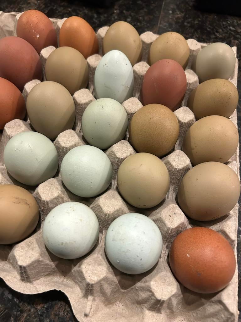 Broed eieren Marans x Cream Legbar + groenlegger, Geslacht onbekend, Kip