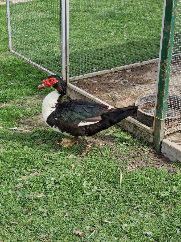 1 kaapse woerd / muskuseend, Dieren en Toebehoren, Mannelijk, Eend
