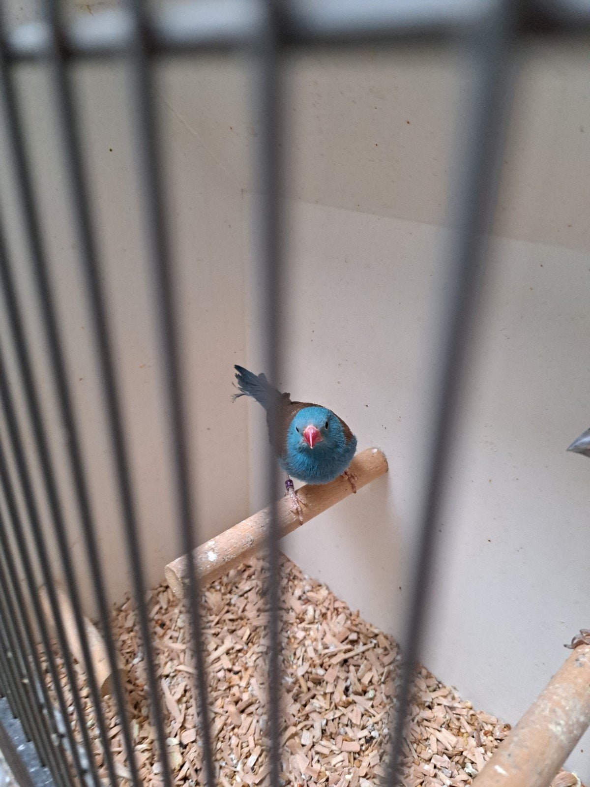 Blauwkopblauw fazantje, Mannelijk, Tropenvogel, Geringd