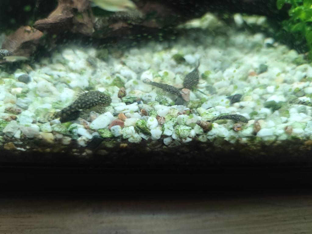 Bristlenose pleco, Vis, Zoetwatervis