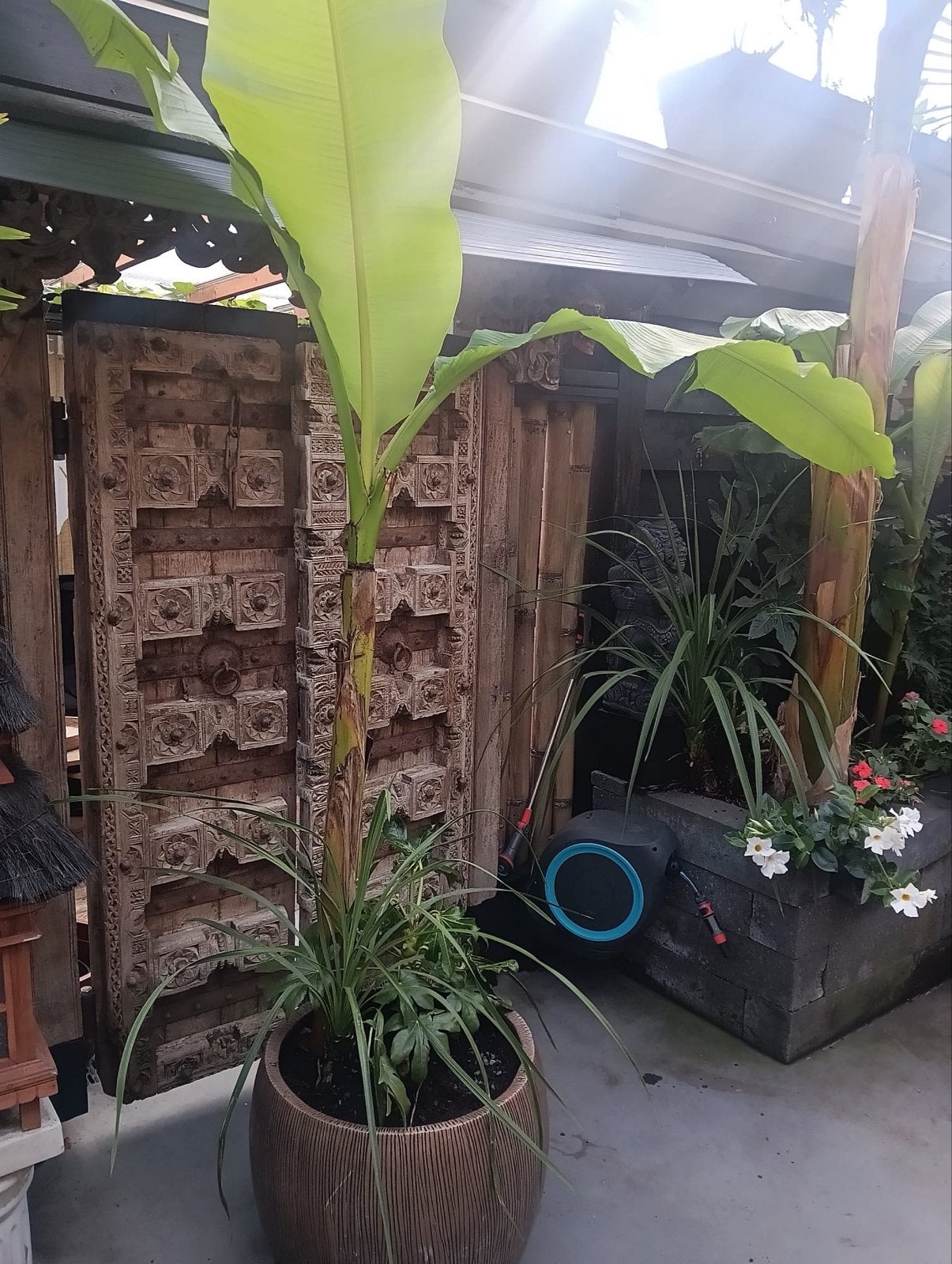 Grote bronzen pot met bananenplant, Fatsia en Cordyline, Overige materialen, Gebruikt, Rond, Ophalen of Verzenden