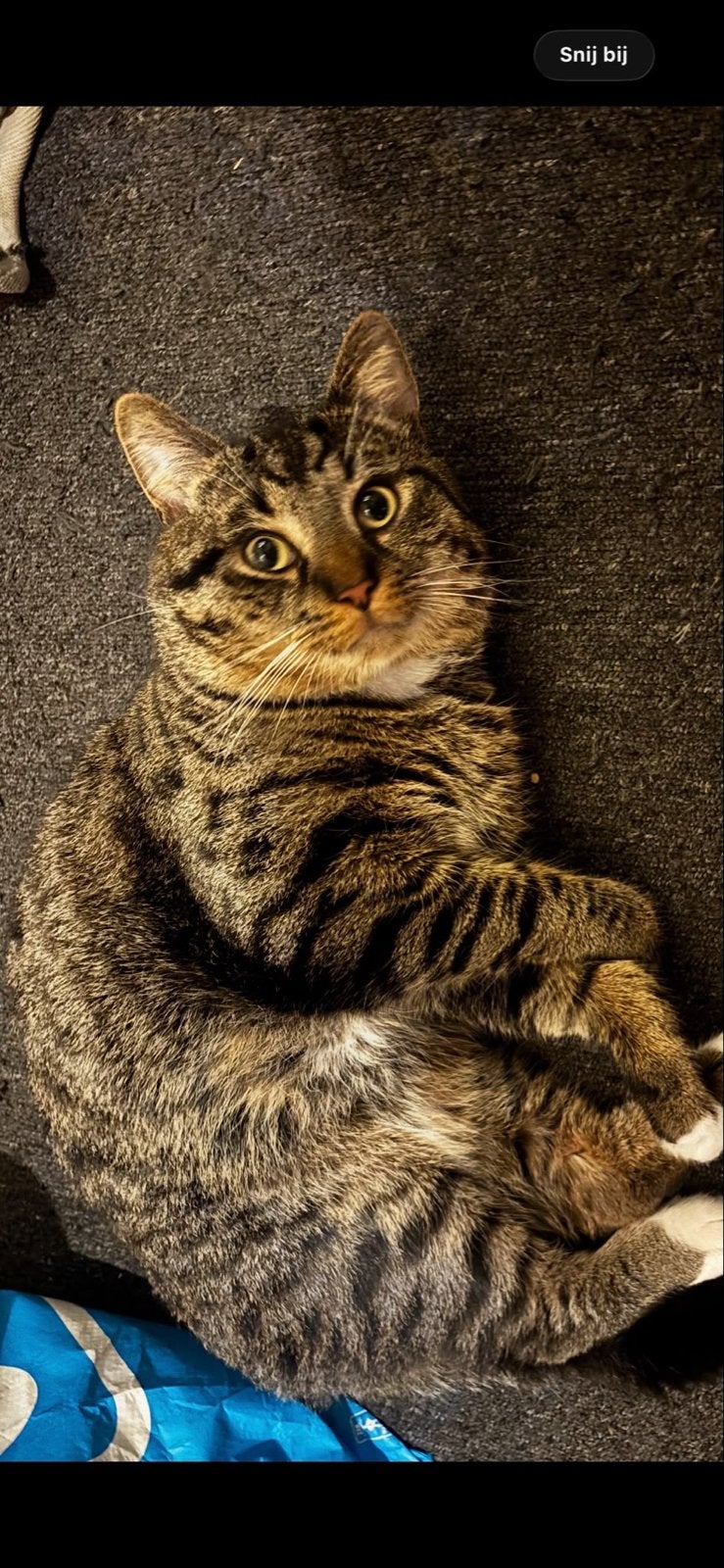 Noorse boskat/maicoon zoekt nieuw huisje. GRATIS, Dieren en Toebehoren, Kater, Kortharig, 0 tot 2 jaar