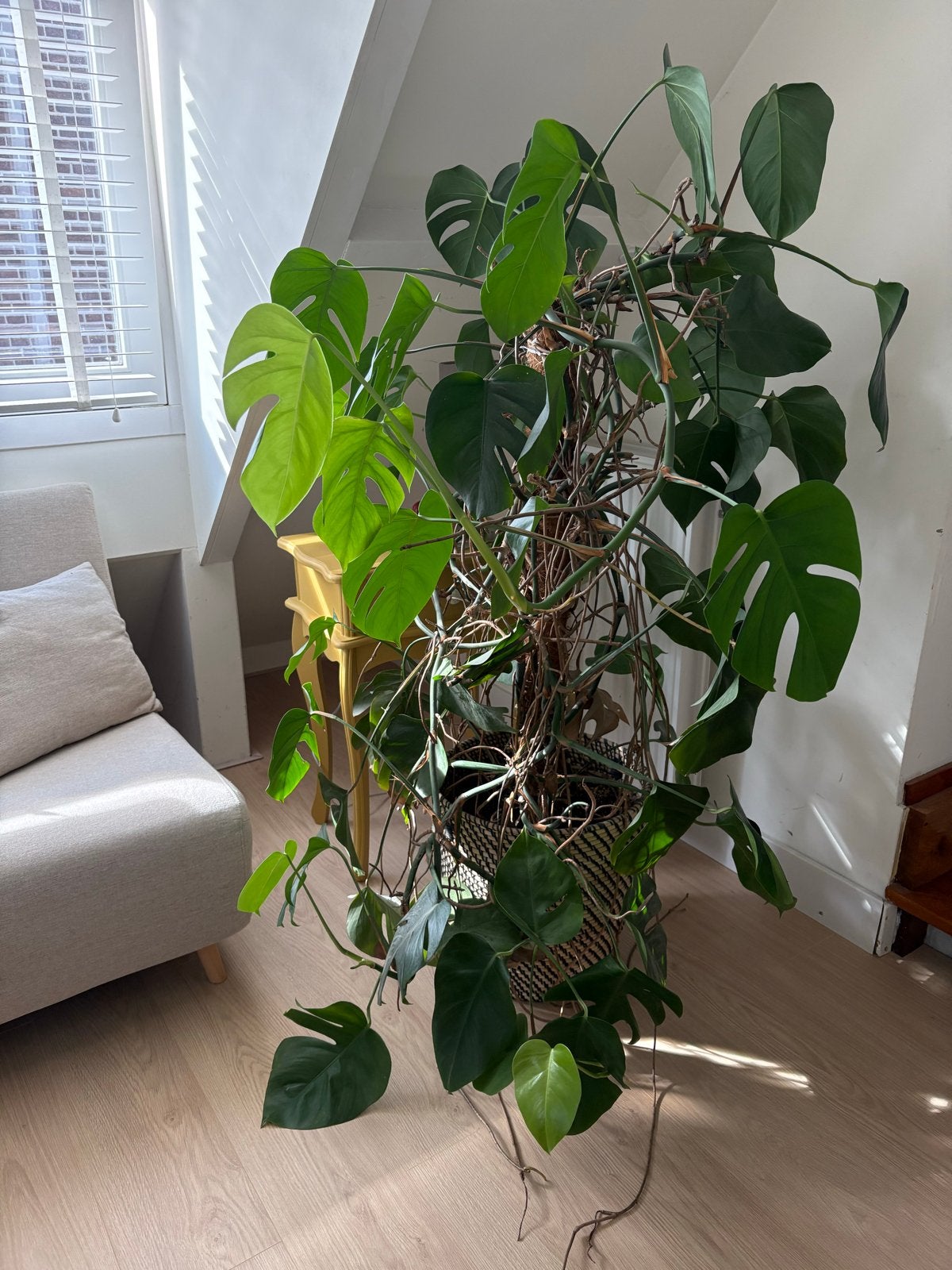 Grote Monstera Deliciosa - Prachtige Kamerplant, Ophalen, Overige soorten, Halfschaduw, In pot