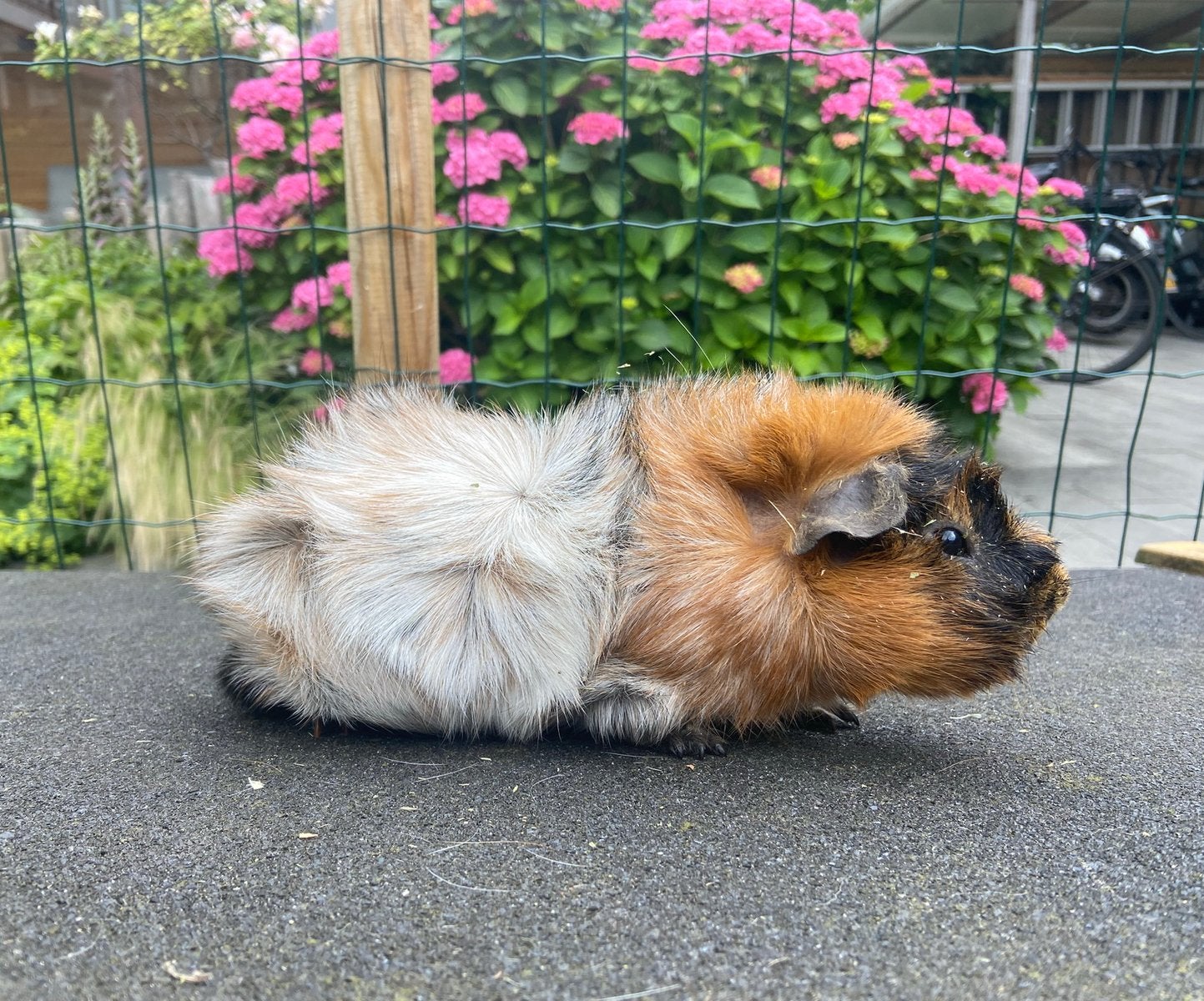 Leuke cavia, Dieren en Toebehoren, Knaagdieren, Mannelijk, Cavia, Januari, Tam