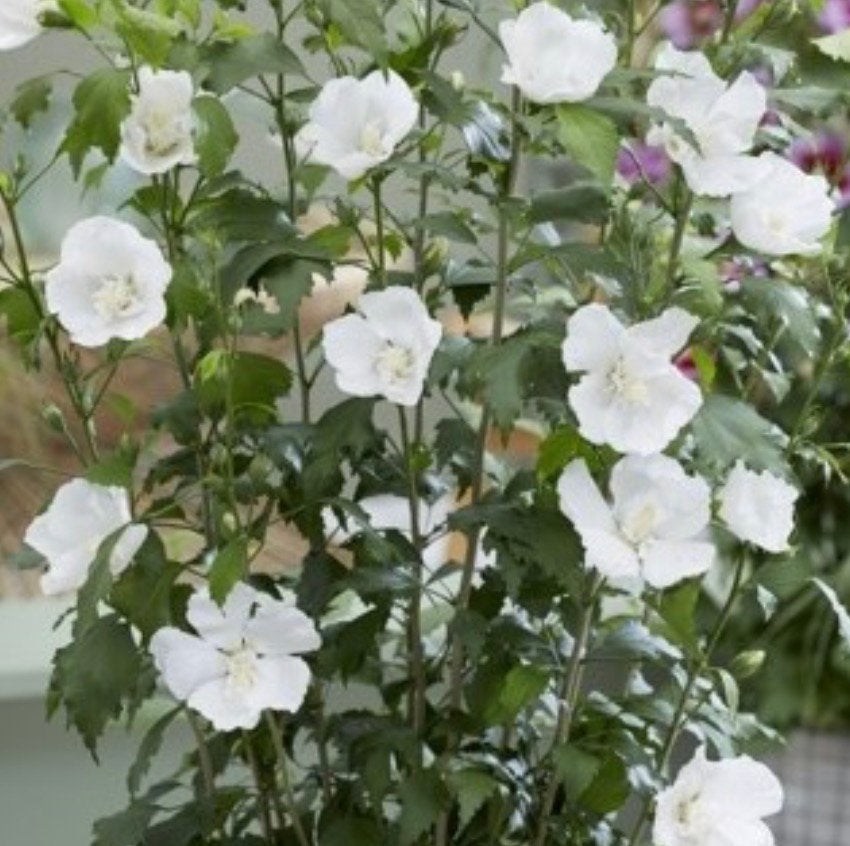 3 witte hibiscus, Ophalen of Verzenden, Overige soorten, Volle zon