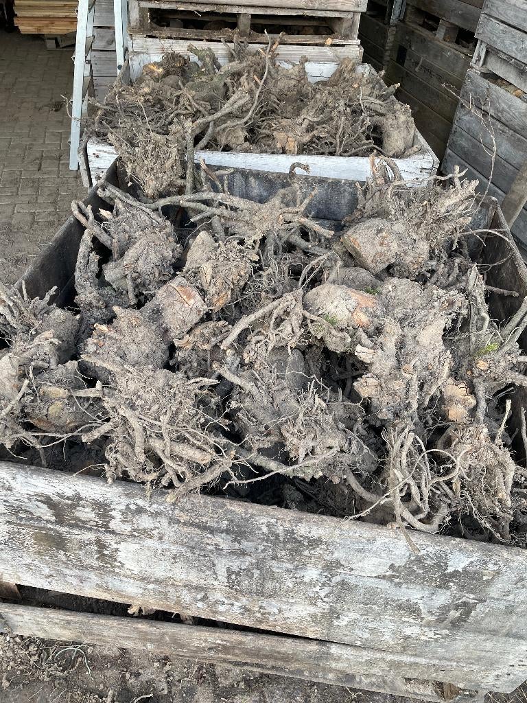 Wortels van fruitbomen te koop!!, Tuin en Terras, Haardhout, Blokken, Overige houtsoorten, Minder dan 3 m³, Ophalen