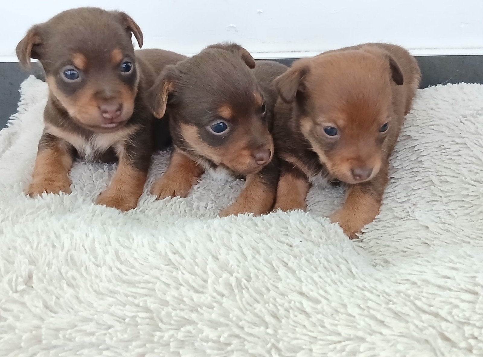 Jack russell liver and tan pups, Jack Russell Terriër, 8 tot 15 weken, Meerdere, Meerdere dieren