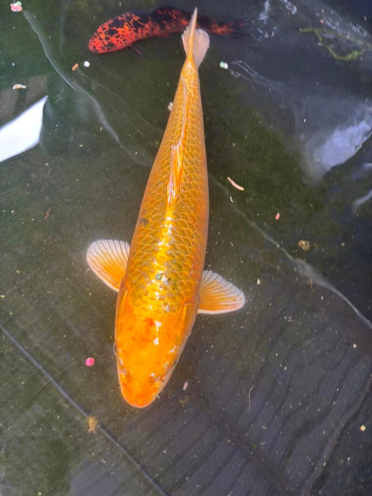 Kois, Dieren en Toebehoren, Vissen | Vijvervissen, Karper of Koi