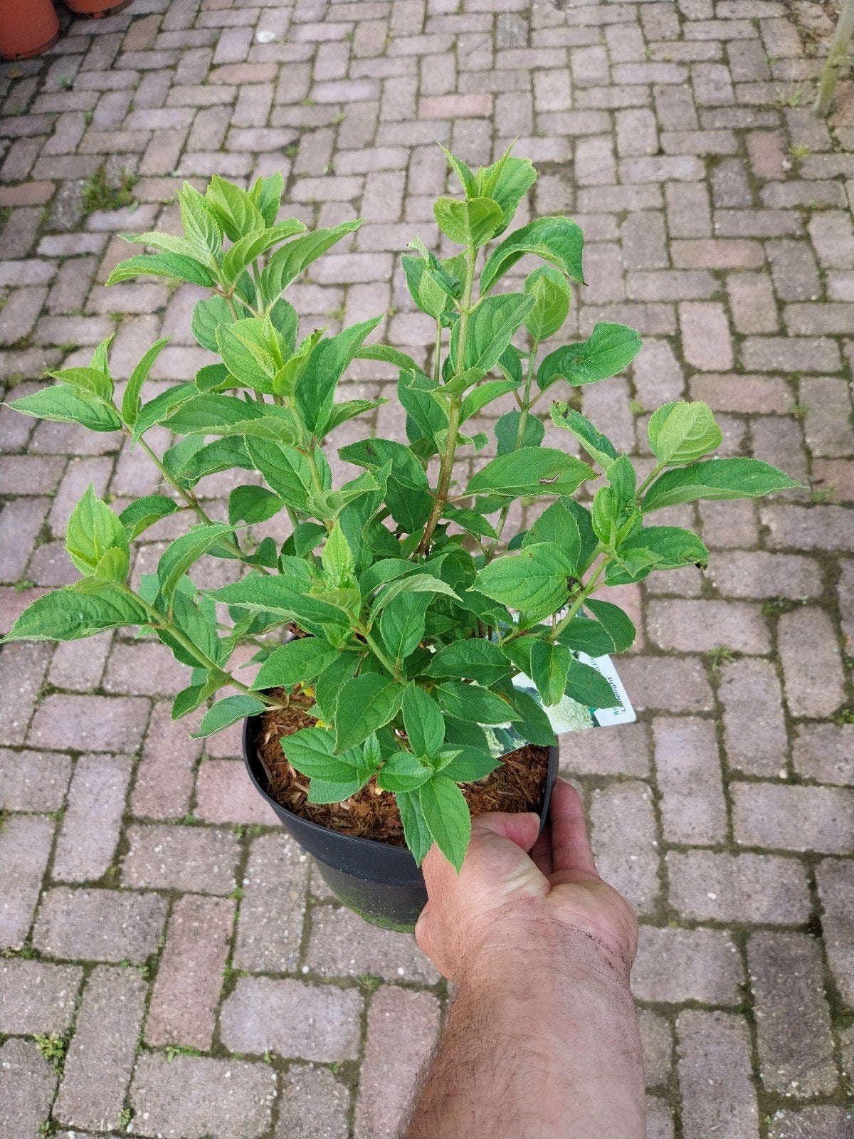 Hortensia Limelight - Prachtige pluimhortensia, Volle zon, Vaste plant, Zomer, Ophalen