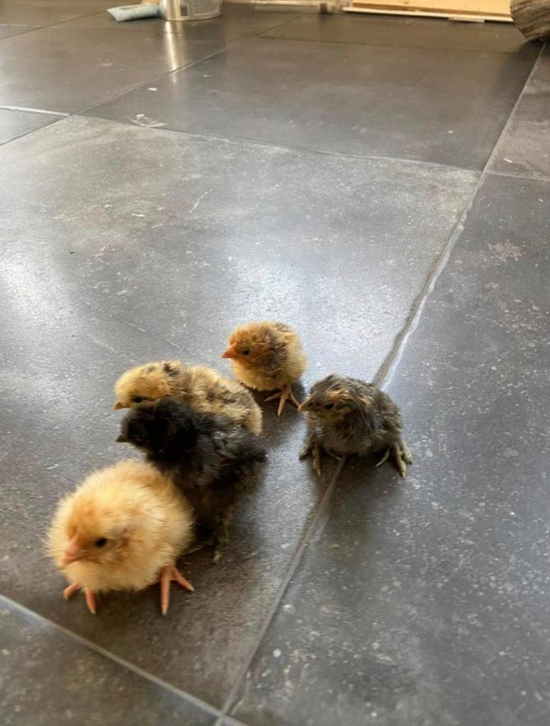 Usa Zijdehoender kuikens te koop, Dieren en Toebehoren, Pluimvee, Geslacht onbekend, Kip